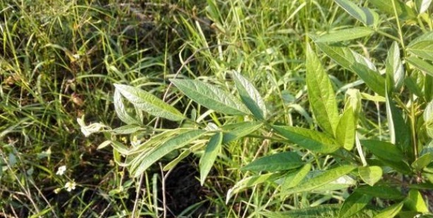 农村|农村一种粘衣草,令人非常讨厌,殊不知是名贵好药,根煲汤最靓