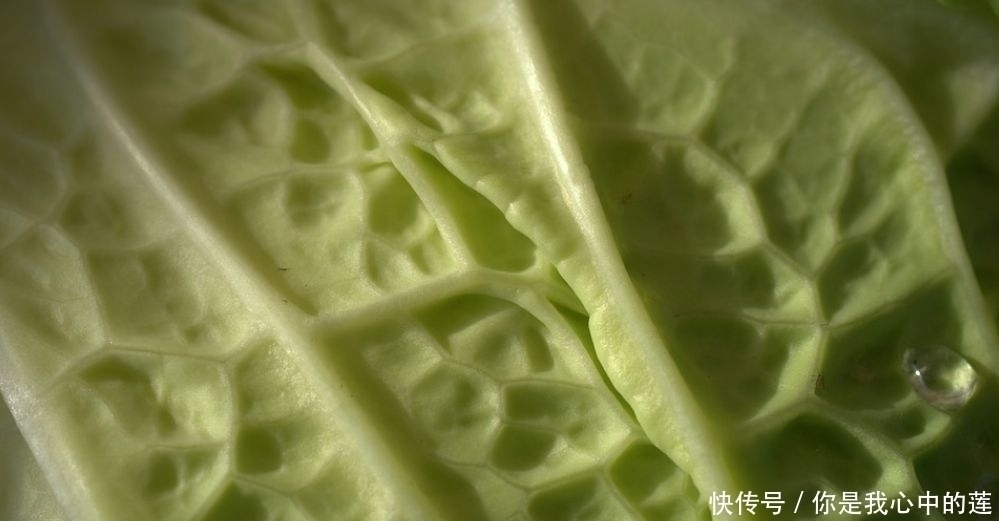 夏天|1块钱1斤的“血管斑块清理工”,抗衰老,夏天一定要常买