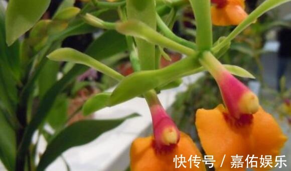 菊花|盛夏养盆“树兰”吧！花语平凡而淡雅，花姿胜菊花，美极了