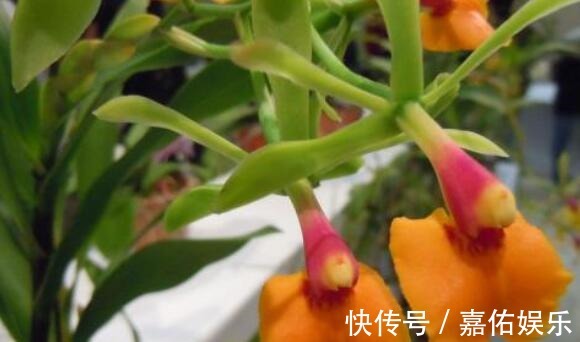 盛夏养盆“树兰”吧!花语平凡而淡雅,花姿胜菊花,美极了