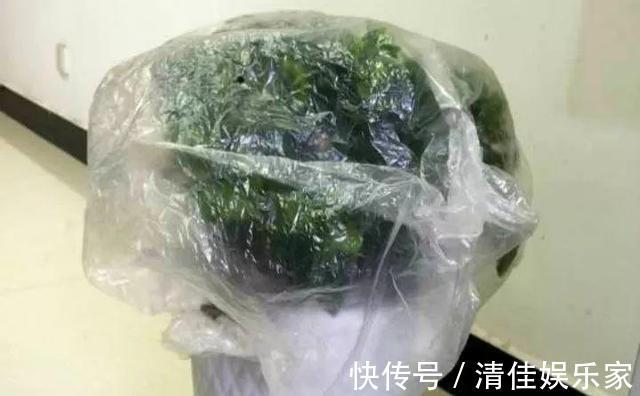 小黑飞|老花匠给的偏方，“蚊香灰”这么用，养花长得壮，也能驱虫子