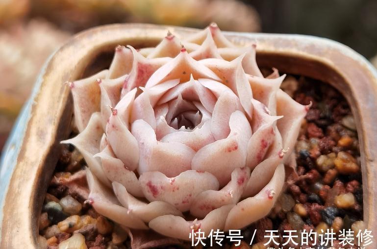 多肉|多肉防徒长的最佳方法只有一个——按部就班地养,它们才不会徒长