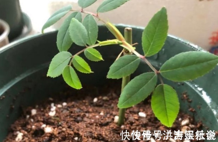 下一代|扦插好方法养花繁殖下一代，试试这3招，简单好使