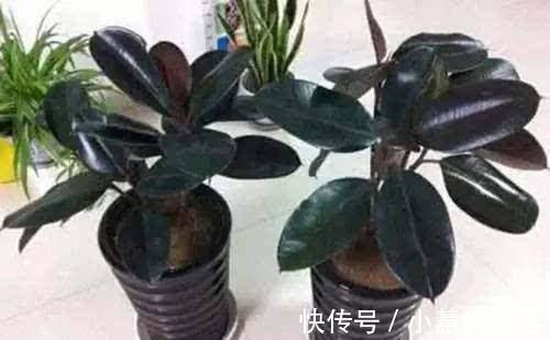 修剪|橡皮树越长越高怎么办，像这样修剪一下会长得更好哦