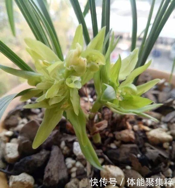 根系|兰花土加“一料”,不烂根不空根,7天蹭蹭冒笋,独苗变层叠群兰!