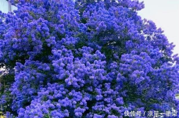 北方小院种棵它,开花比蓝雪花漂亮,耐寒好养活,美丽又梦幻!