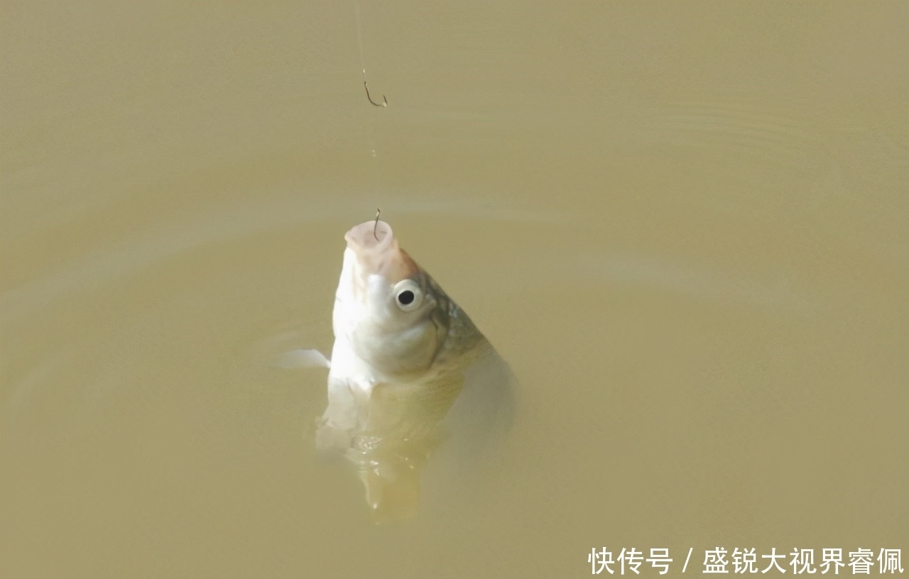 调二钓二,双钩在水底的三种状态,到底有什么实战意义