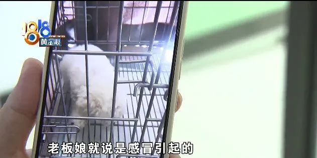 姑娘|“感冒”查出得犬瘟，姑娘在意“时间点”