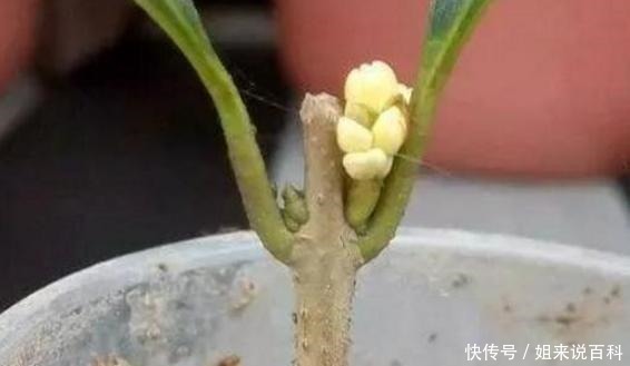 桂花扦插,没那么难!路边折一段,30天成桂花盆栽,能观赏能泡茶!