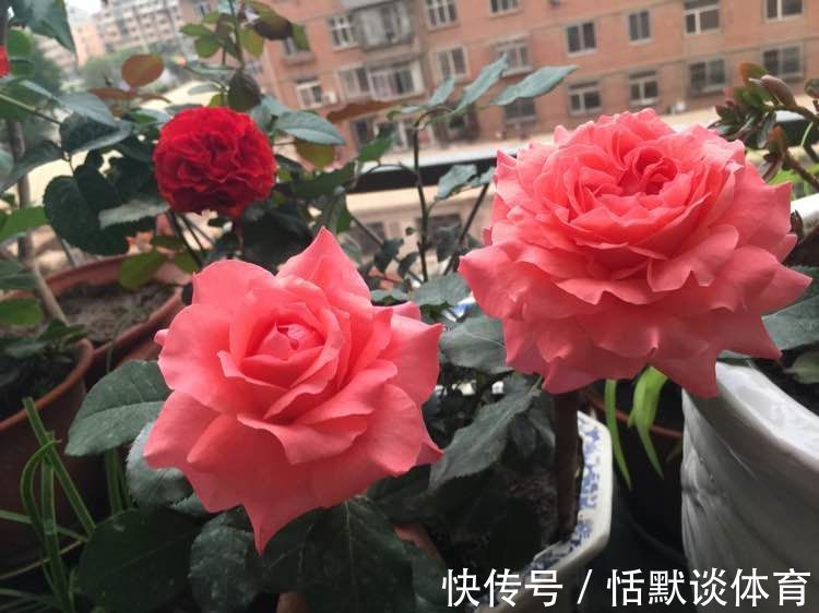 “珍稀玫瑰”汤姆奥桑特,水果香味,花期超长,可以说是养花首选