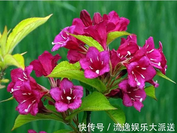绚烂|此花花色绚丽，花朵犹如一簇缀满彩霞的锦带，寓意着人生绚烂多姿