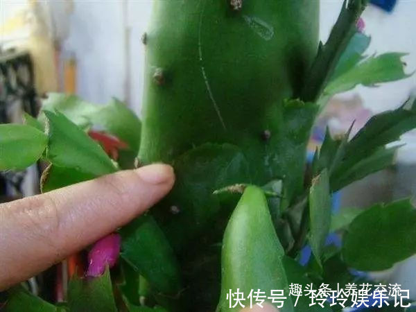 养盆栽蟹爪兰掌握10点就足够，看完就知道为啥叶子干瘪、不开花