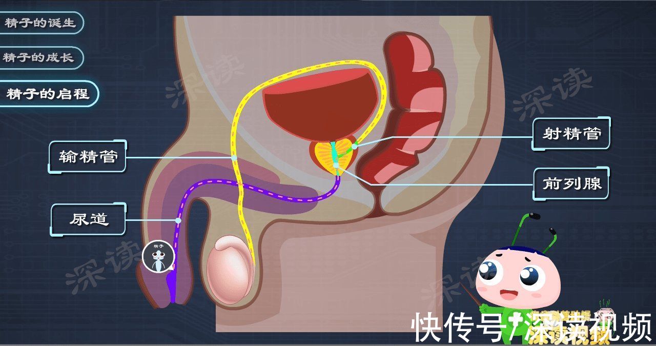 附睾管|附睾炎会伤害蛋蛋？搞出不育？硬核科普附睾炎和蛋蛋的秘密