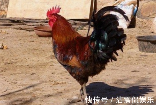 名字|生肖鸡,名字里有什么字一生大红大紫必有“小福贵”