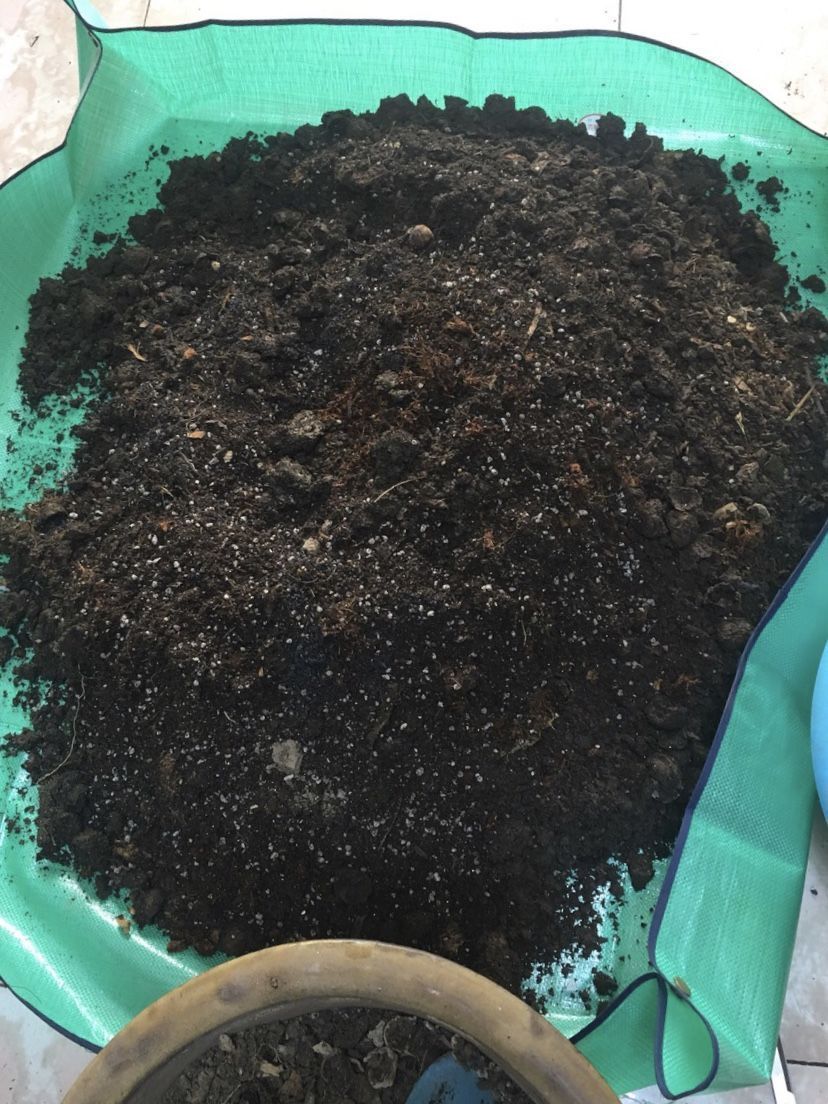 花盆里|花盆里长出“白碱”不是好事,对花草危害大,学会这5个处理方法