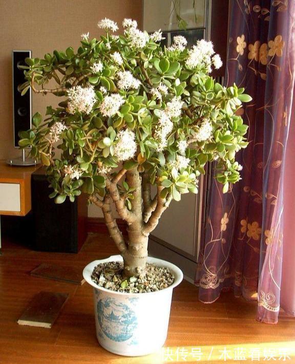 修剪|玉树这样“修剪”才能茎秆粗壮，“玉树临风”，花开不败