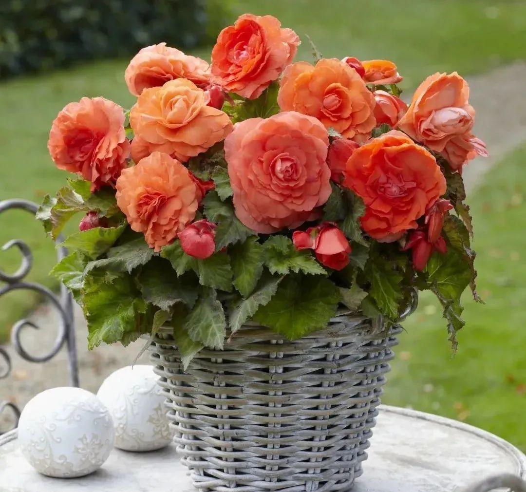 1种花不能用大盆,盆越小,水越少,开花更爆盆!