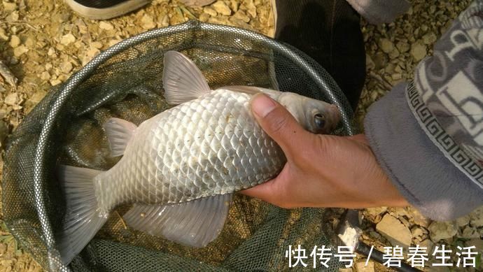 夏天野钓注意这几点,上钩的都是大鲫鱼