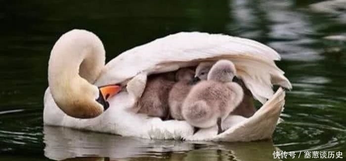 庄子说:仁是“无爱”,孝是“无亲”,为何儒家宰相称为妙道?