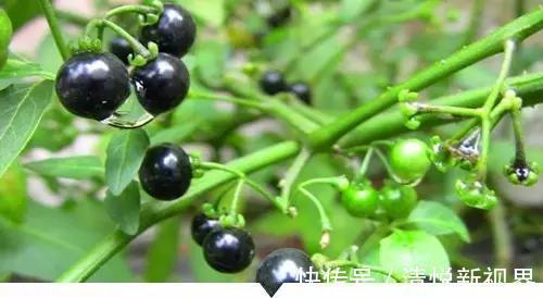 禾本科|小时候常见却叫不出名字的植物,太全了