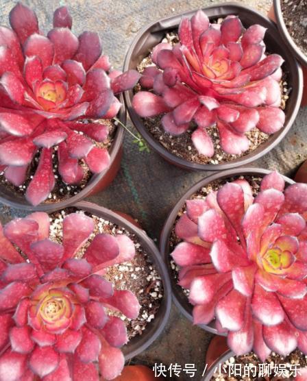 此款多肉法师,叶片红艳美极了,好养好看好上色,适合新手