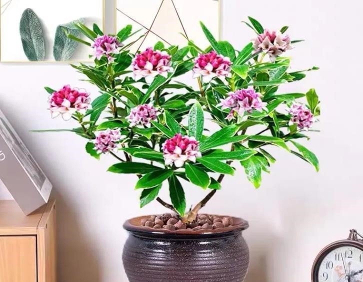 观音竹|建议中老年花友:养花就养4种,寓意是真的好