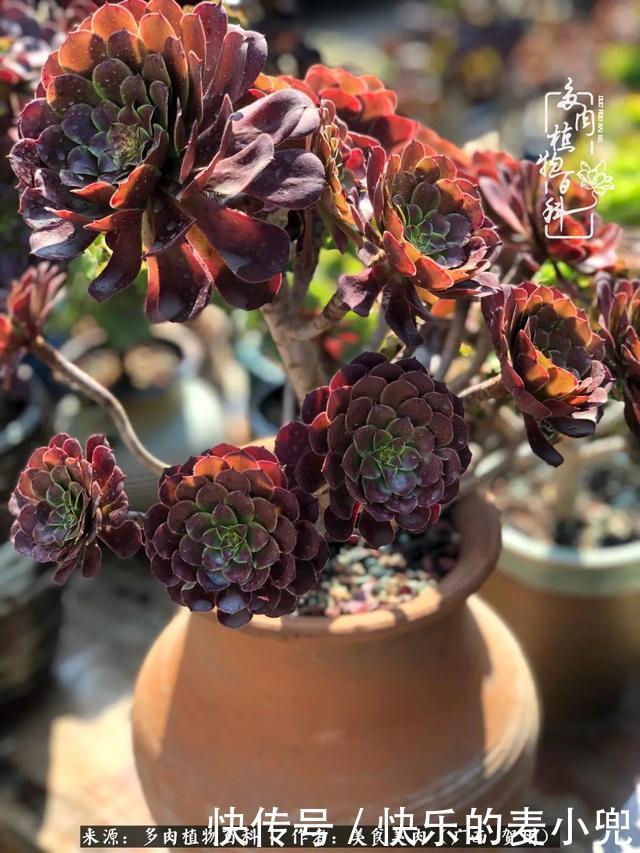 多肉,一位来自神奇大自然的良师益友!