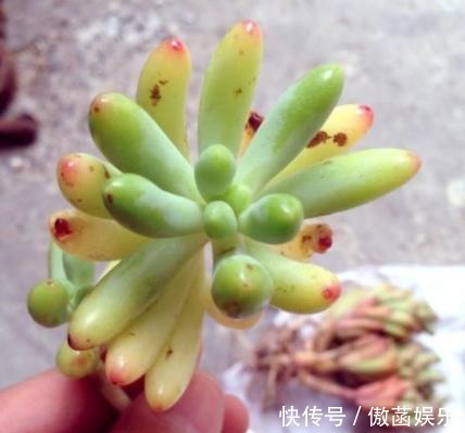 养花难不如盆栽多肉乙女心,既好看又好养,学会扦插法秒变多株