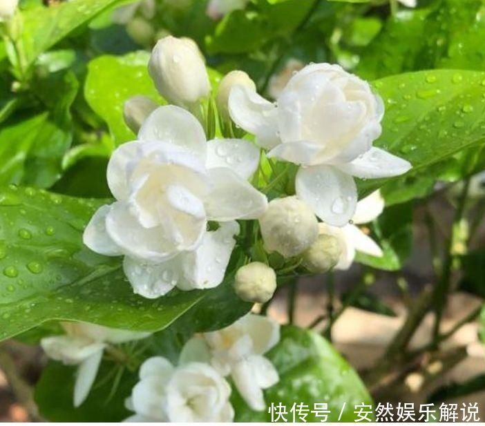 夏天太阳再强也能开的3种花，个个开的旺，越晒花越多，超漂亮