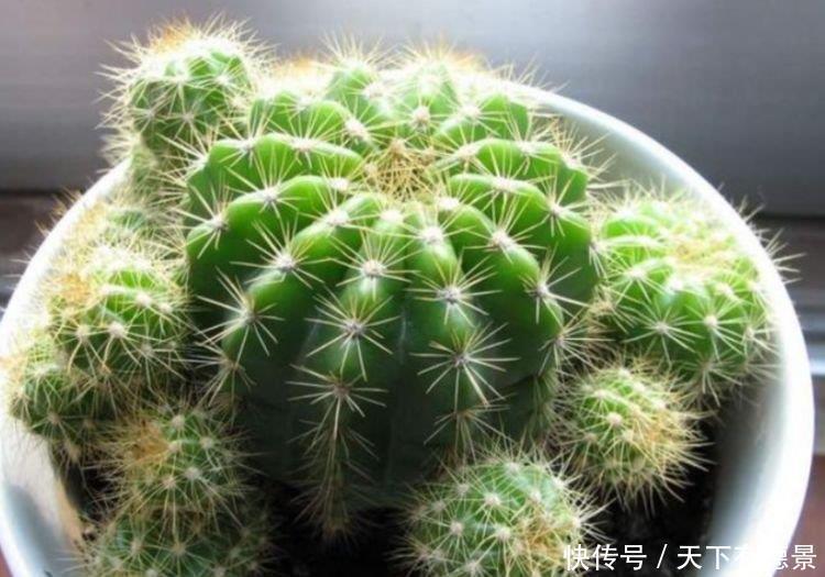 养护|最适合春天养护的三种花，比牡丹好看，比吊兰好养