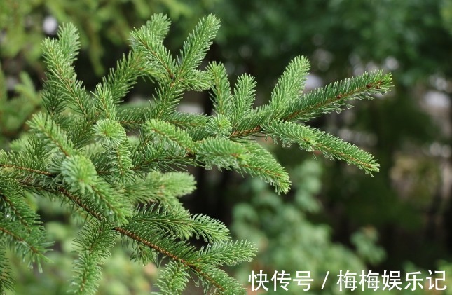 柏树|五树不进院,财源滚滚来,分别指的是哪五树?说的有道理吗