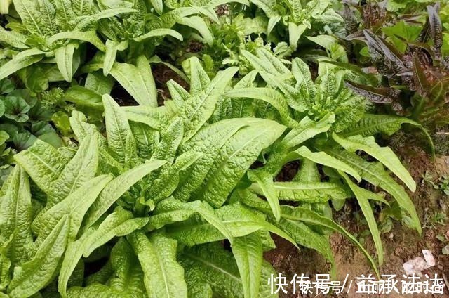 含钙量超过牛奶,叶子香脆可口,嫩茎腌制美味,人称“千金菜”
