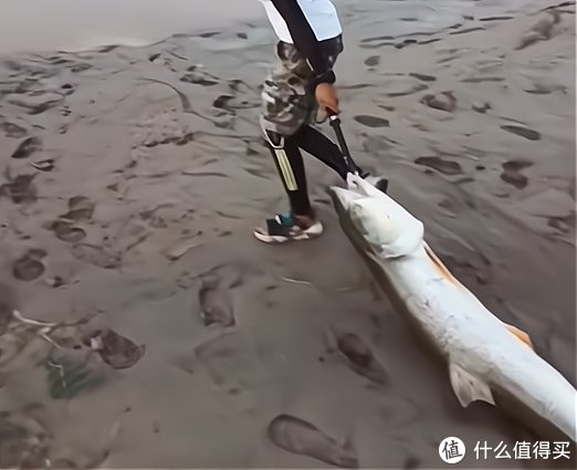 淡水鱼|重庆钓鱼人钓上“水老虎”，抱不动拖着去放掉，网友们见后却怒了