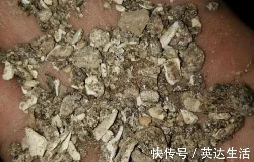 施肥|养君子兰、长寿花,盆里撒点“万能肥”,新芽猛长,呼呼开花!