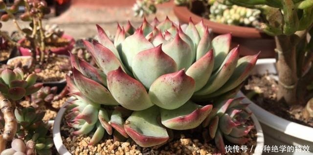 羞红|秋风轻吻,多肉,羞红了脸颊