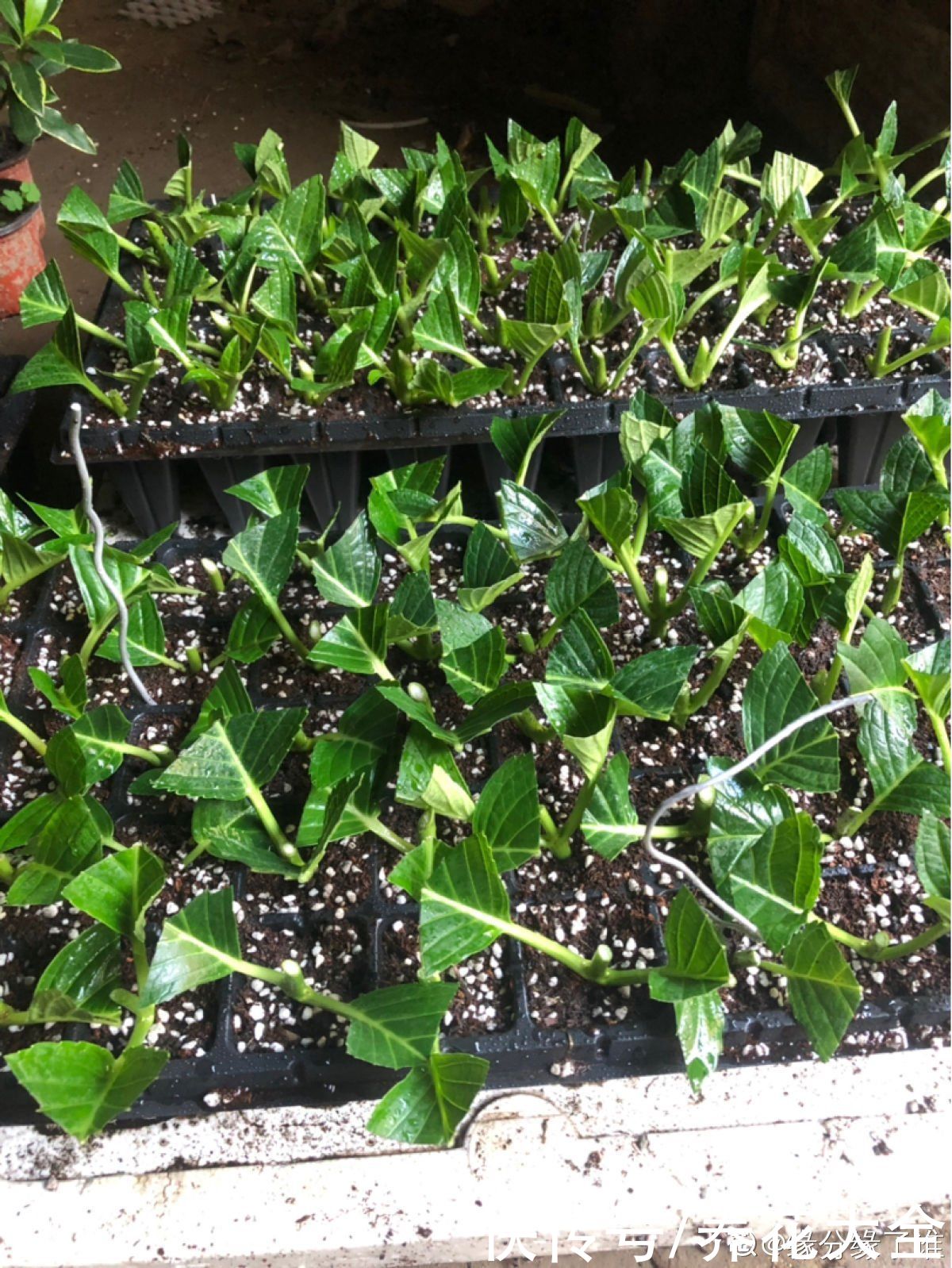 狗牙根|秋天扦插5种花，呼呼冒出“狗牙根”，明年春天就开花