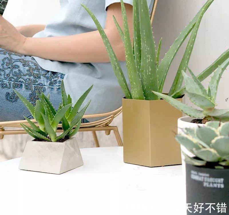 柠檬树|卧室不要乱养花,4种“催眠花”,净化夜间空气,一觉睡到大天亮