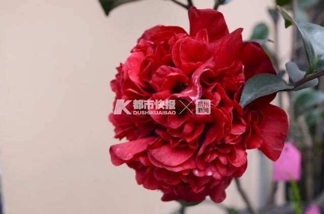 四九寒冬，桂花还在开花？嘿，还真不奇怪！