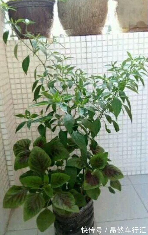 小菜园|养花技巧:一个油桶胜过两花盆,种菜养花好用又省钱!