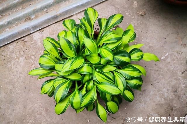 此中国传统名花，花叶都很美，香气四溢，好养如绿萝，室内也能种！