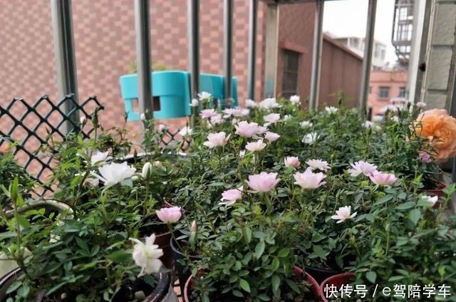 公认难养的6种花,新手慎买,养不活还浪费钱!