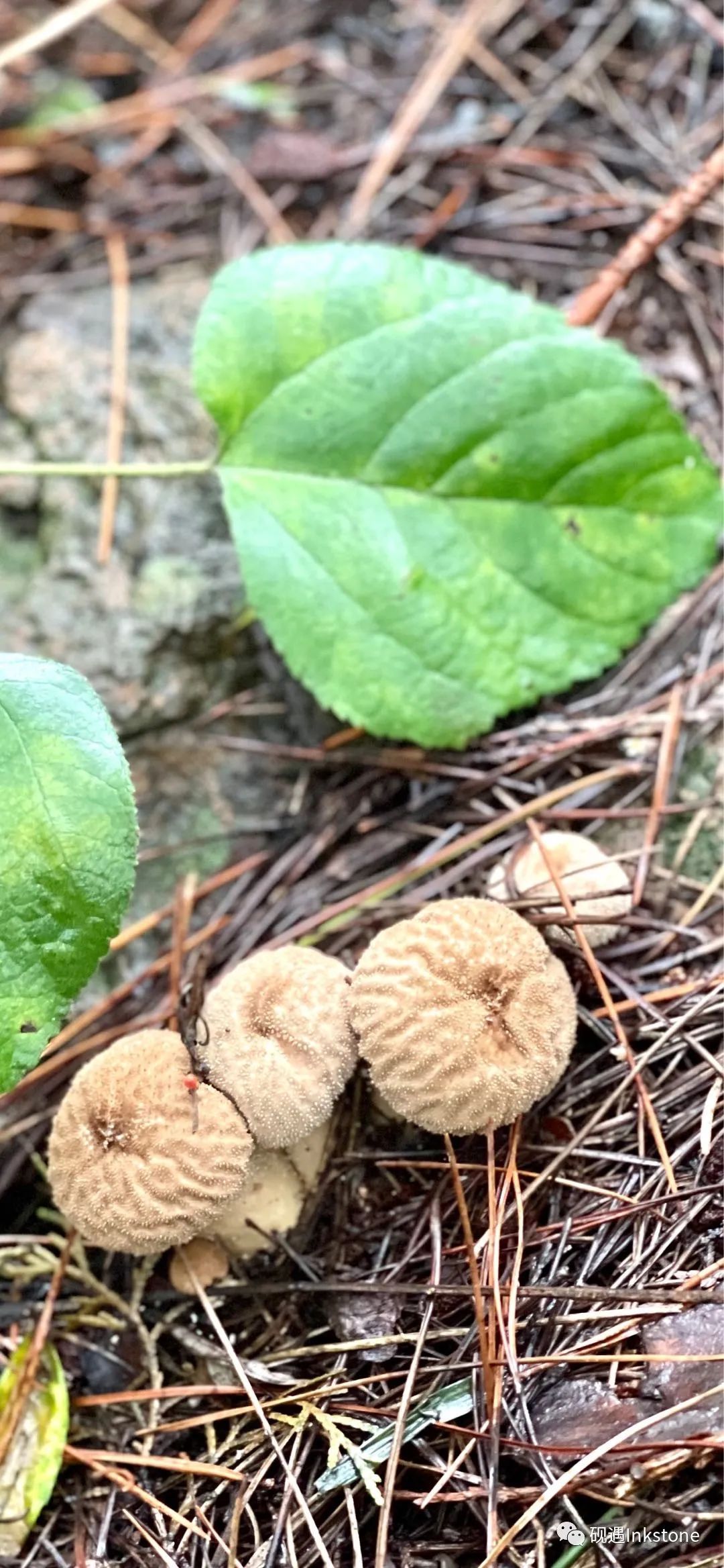 白露|山上的生活｜白露：采蘑菇