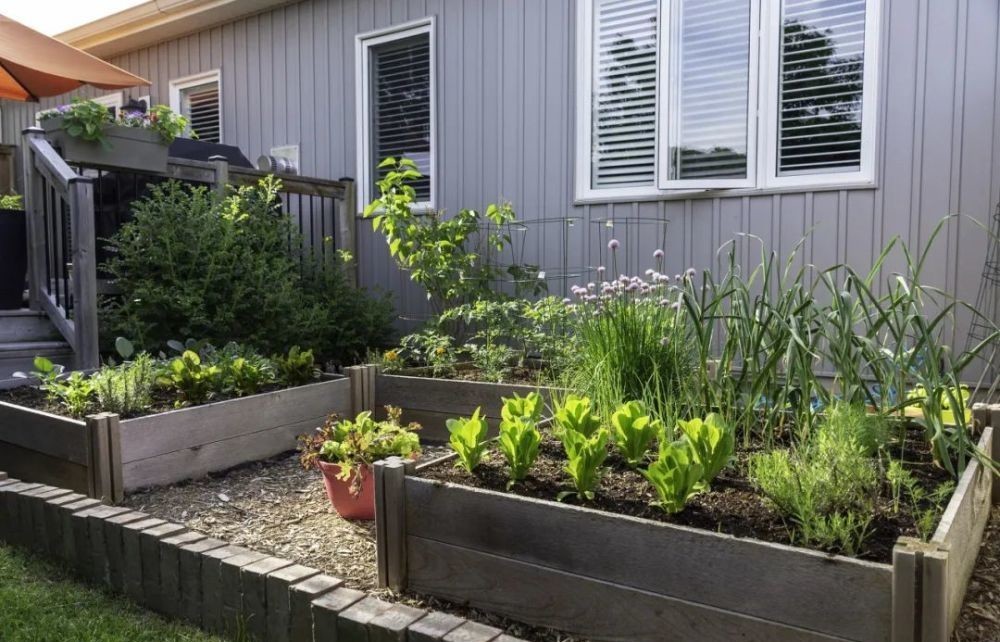 花园|在家种个菜都这么美,还要什么花园?