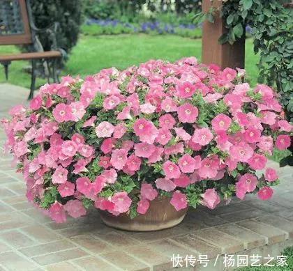 养这花不用太讲究,浇点水扔阳台,整个夏天都爆盆