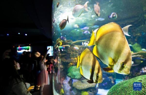 水族馆欢度假日|加拿大多伦多：水族馆里欢度“家庭日”