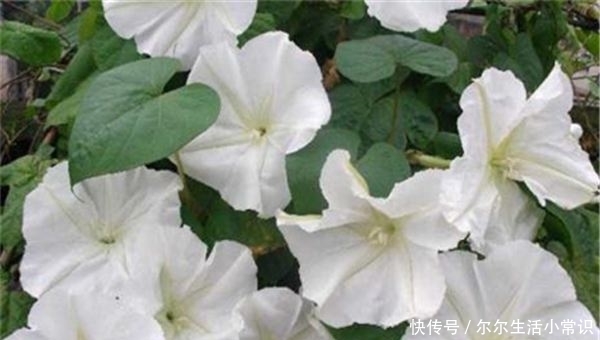 月光花的花语是什么 有什么文化寓意 快资讯 月光花的花语是什么 有什么文化寓意 快资讯