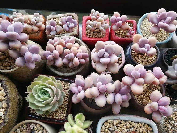 养多肉两年,200多盆养死的不到10盆,记录点点滴滴!