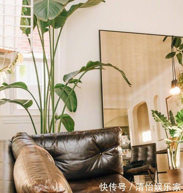 成本|花农养花为啥成本这么低学会用小苏打,几十盆都花不了2块钱