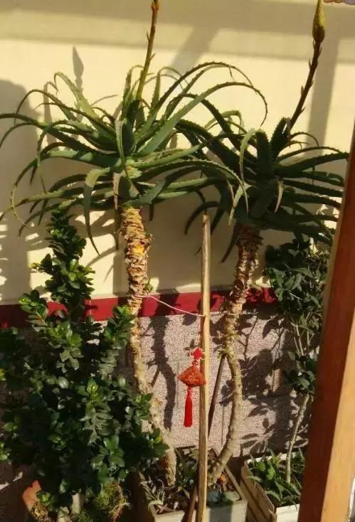 吴大妈养花有诀窍,家里虎皮兰、芦荟1人高,还能开花