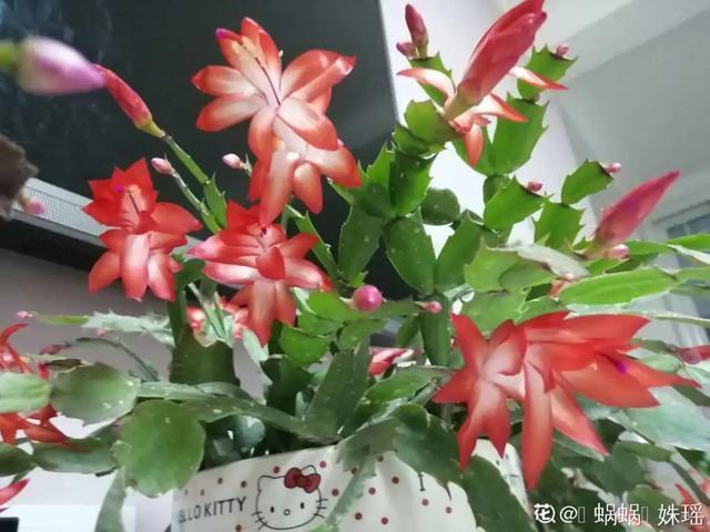 家里养盆虎皮兰,小花盆、挤着养,疯狂开花爆小崽!